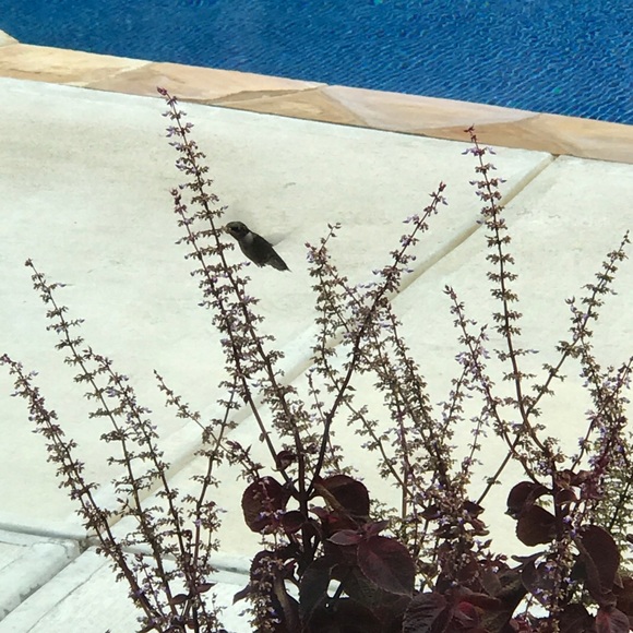 Meet your Posher, Susy - Picture 1 of 1